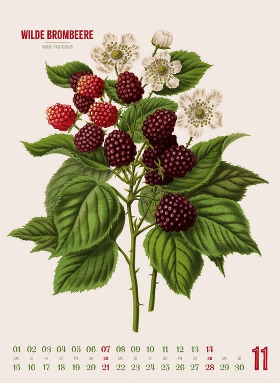 Produktbild: Obstgarten Kalender 2027 | Apfel, Birne, Pflaume & Co.