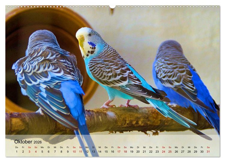 Produktbild: Wellensittiche - gesellige Freunde (Wandkalender 2026 DIN A2 quer), CALVENDO Monatskalender