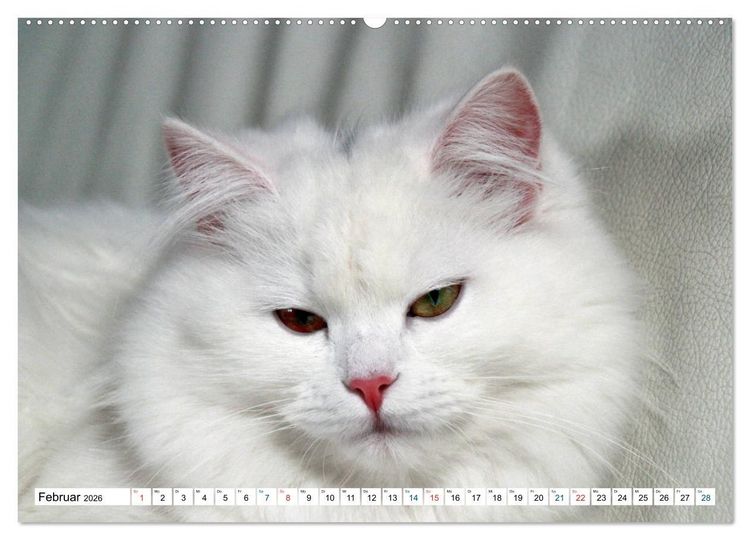 Produktbild: Die Perserkatze - Farbschlag Wei&szlig; (Wandkalender 2026 DIN A2 quer), CALVENDO Monatskalender