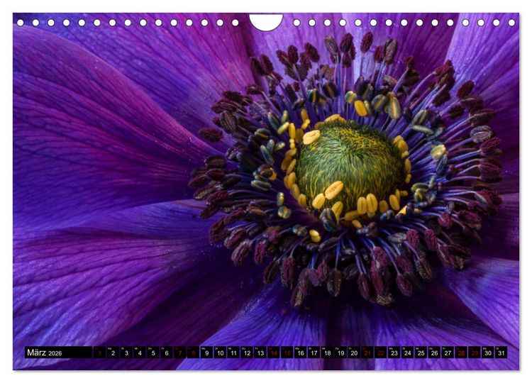 Produktbild: Bl&uuml;hwelten (Wandkalender 2026 DIN A4 quer), CALVENDO Monatskalender