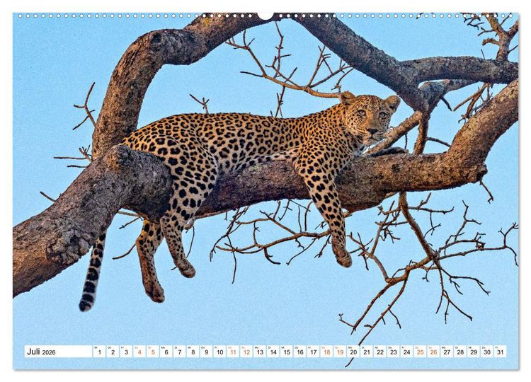 Produktbild: S&uuml;dafrikas wilde Katzen (hochwertiger Premium Wandkalender 2026 DIN A2 quer), Kunstdruck in Hochglanz