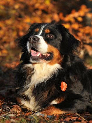 Produktbild: CALVENDO Puzzle Ein Motiv aus dem Kalender Faszination Berner Sennenhund | 1000 Teile Lege-Gr&ouml;&szlig;e 64x48cm Foto-Puzzle f&uuml;r gl&uuml;ckliche Stunden