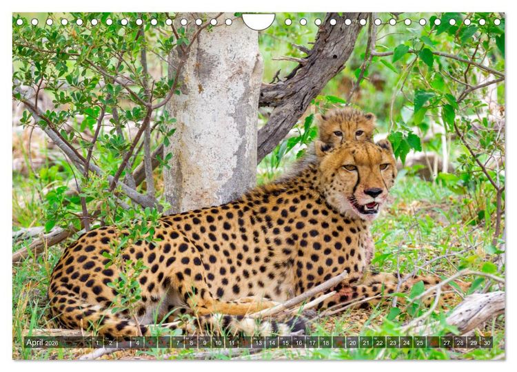 Produktbild: Katzen im Busch (Wandkalender 2026 DIN A4 quer), CALVENDO Monatskalender