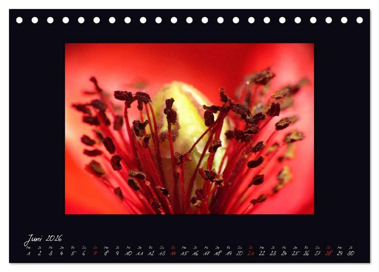 Produktbild: MOHNographie (Tischkalender 2026 DIN A5 quer), CALVENDO Monatskalender
