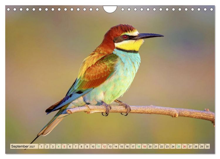 Produktbild: Die buntesten Tiere - Weltweit (Wandkalender 2027 DIN A4 quer), CALVENDO Monatskalender