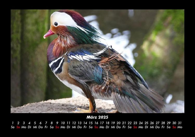 Produktbild: Enten 2025 Fotokalender DIN A3