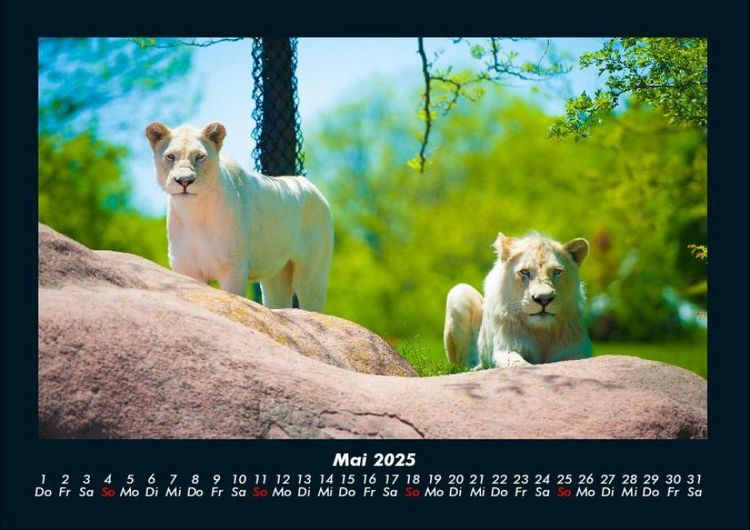 Produktbild: Der Tierkalender 2025 Fotokalender DIN A4