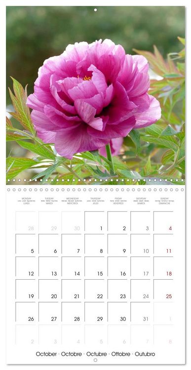 Produktbild: Peonies as painted (Wall Calendar 2026 12 &times; 12 Inch) CALVENDO 12 Month Wall Calendar