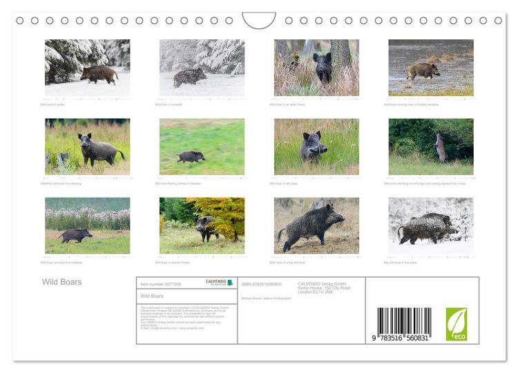 Produktbild: Wild Boars (Wall Calendar 2026 DIN A4 landscape), CALVENDO 12 Month Wall Calendar