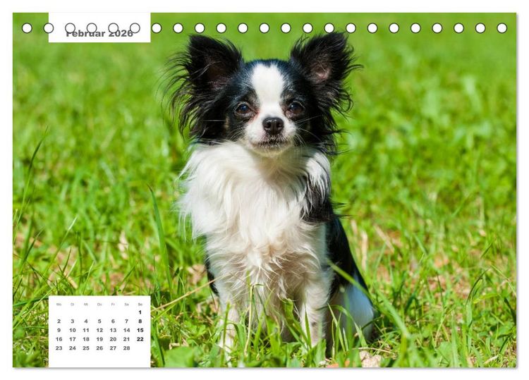 Produktbild: Rassehunde (Tischkalender 2026 DIN A5 quer), CALVENDO Monatskalender