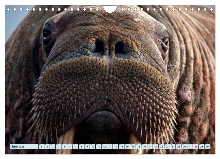 Produktbild: Tiere Schau mir in die Augen (Wandkalender 2026 DIN A4 quer), CALVENDO Monatskalender