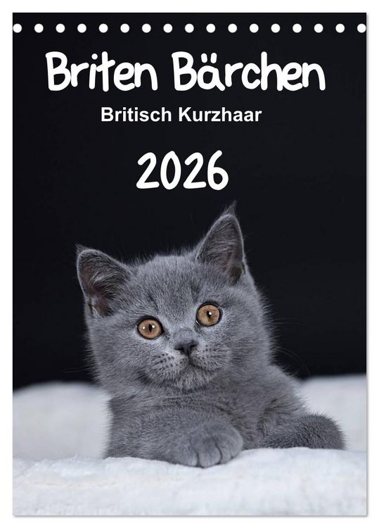 Produktbild: Briten B&auml;rchen &ndash; Britisch Kurzhaar 2026 (Tischkalender 2026 DIN A5 hoch), CALVENDO Monatskalender