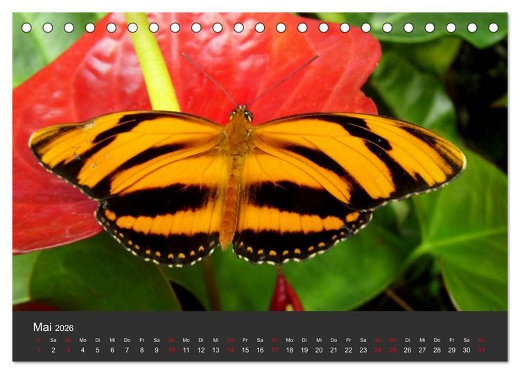 Produktbild: Schmetterlinge (Tischkalender 2026 DIN A5 quer), CALVENDO Monatskalender