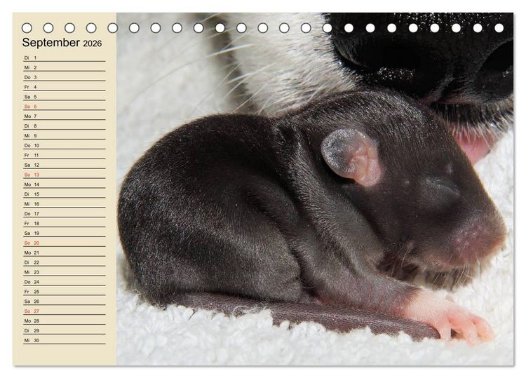 Produktbild: Ratten. Gelehrige Haustiere (Tischkalender 2026 DIN A5 quer), CALVENDO Monatskalender