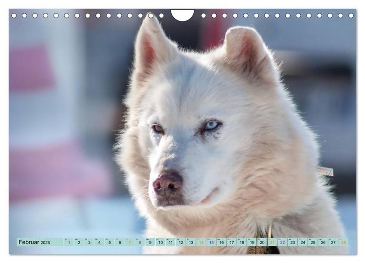 Produktbild: Huskies - Tolle Gef&auml;hrten (Wandkalender 2026 DIN A4 quer), CALVENDO Monatskalender