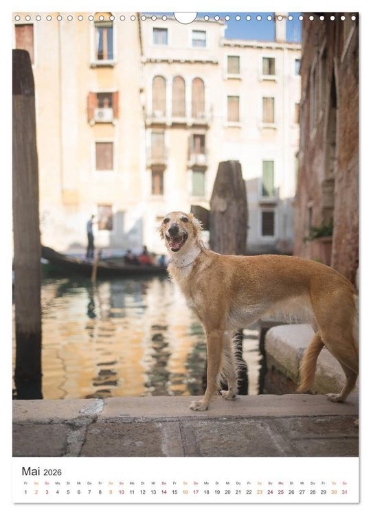 Produktbild: Silken Windsprites - Zwei Windhunde erobern die Lagunenstadt Venedig (Wandkalender 2026 DIN A3 hoch), CALVENDO Monatskalender