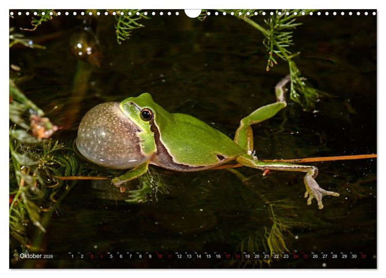 Produktbild: Heimische Amphibien (Wandkalender 2026 DIN A3 quer), CALVENDO Monatskalender
