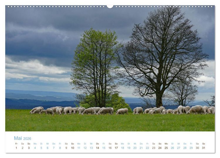 Produktbild: Mit Schafen durch das Jahr (Wandkalender 2026 DIN A2 quer), CALVENDO Monatskalender