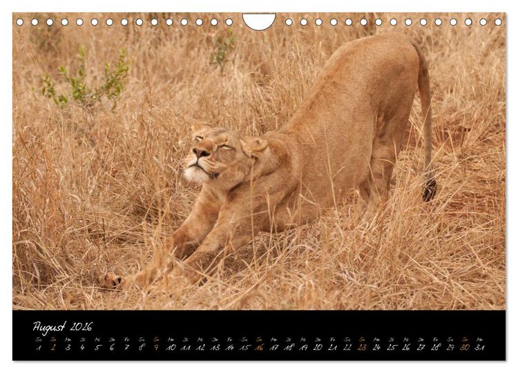 Produktbild: Wilde L&ouml;wen (Wandkalender 2026 DIN A4 quer), CALVENDO Monatskalender