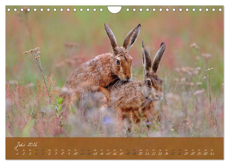 Produktbild: Feldhasen in H&ouml;chstform (Wandkalender 2026 DIN A4 quer), CALVENDO Monatskalender