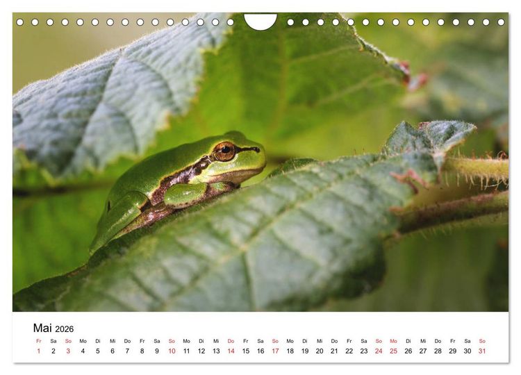 Produktbild: Unsere heimische Tierwelt (Wandkalender 2026 DIN A4 quer), CALVENDO Monatskalender