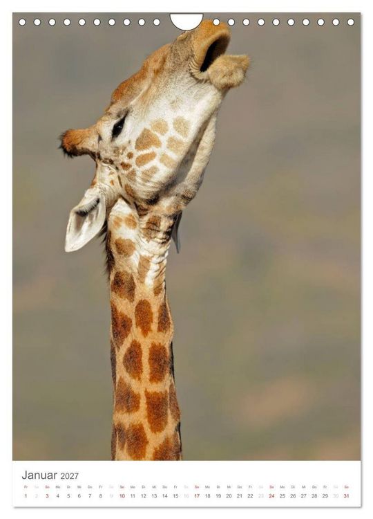 Produktbild: Magie des Augenblicks - Giraffen - Riesen der Savanne (Wandkalender 2027 DIN A4 hoch), CALVENDO Monatskalender