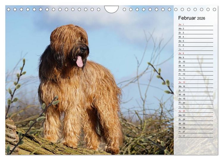 Produktbild: Der Briard 2026 - Ein echter Charmeur (Wandkalender 2026 DIN A4 quer), CALVENDO Monatskalender