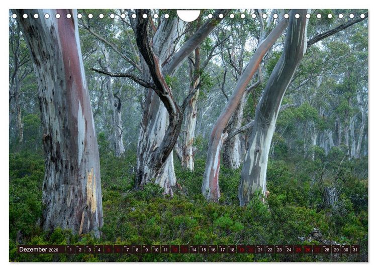Produktbild: Traumpfade Australien (Wandkalender 2026 DIN A4 quer), CALVENDO Monatskalender
