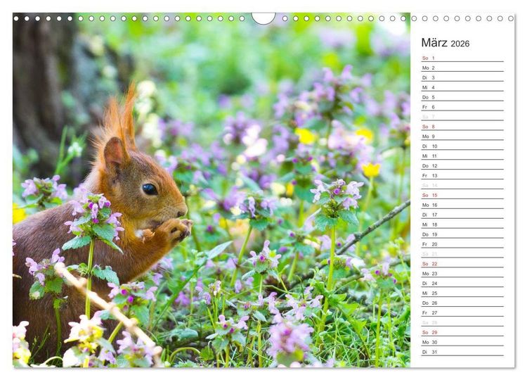 Produktbild: Eichh&ouml;rnchen (Wandkalender 2026 DIN A3 quer), CALVENDO Monatskalender