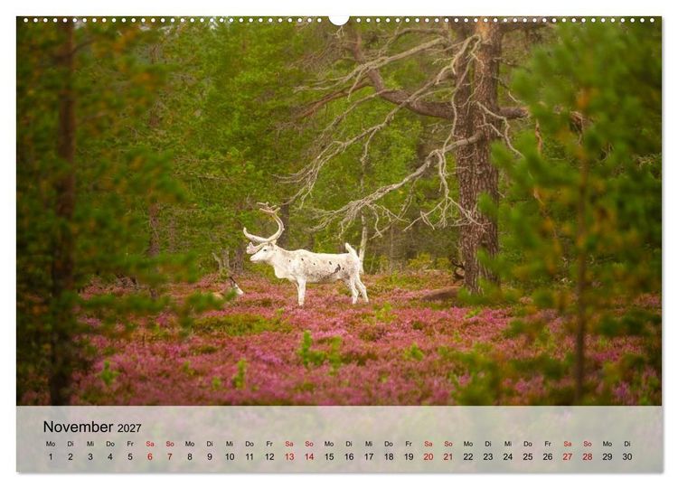 Produktbild: Magische Tiermomente (hochwertiger Premium Wandkalender 2027 DIN A2 quer), Kunstdruck in Hochglanz