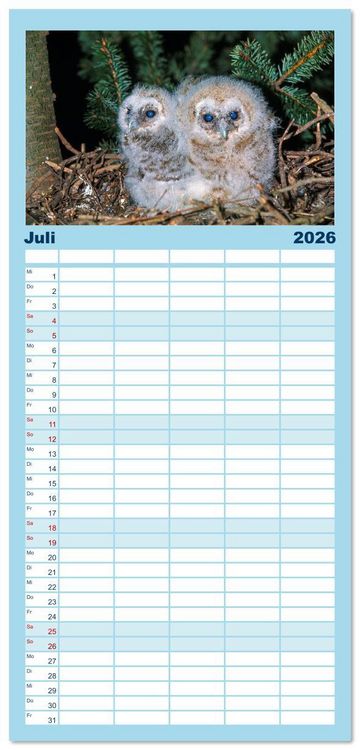 Produktbild: Familienplaner 2026 - Das Leben der Eulen, die Damen der Nacht mit 5 Spalten (Wandkalender, 21 x 45 cm) CALVENDO