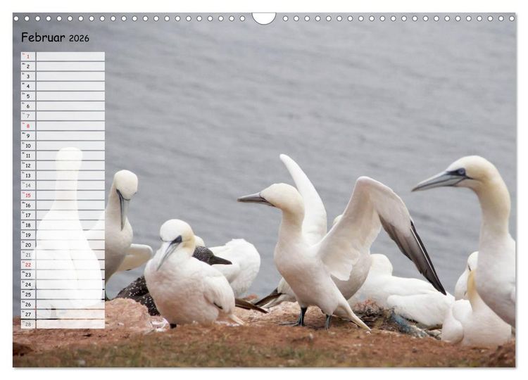 Produktbild: Helgoland - idyllische Nordseeinsel (Wandkalender 2026 DIN A3 quer), CALVENDO Monatskalender
