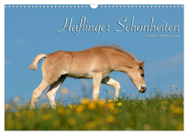 Produktbild: Haflinger Sch&ouml;nheiten (Wandkalender 2026 DIN A3 quer), CALVENDO Monatskalender