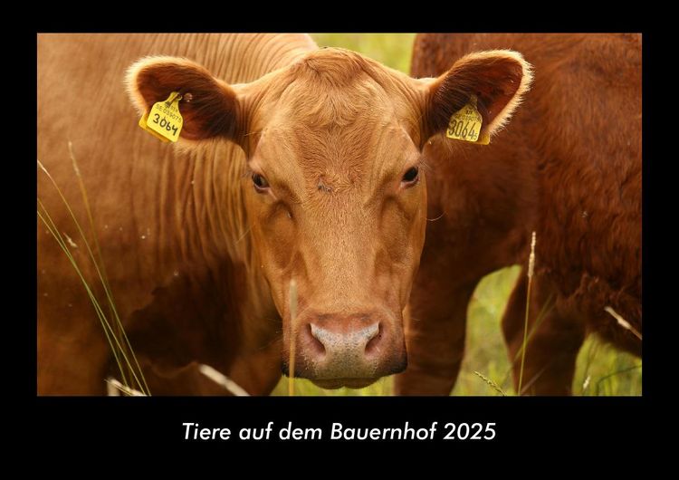 Produktbild: Tiere auf dem Bauernhof 2025 Fotokalender DIN A3