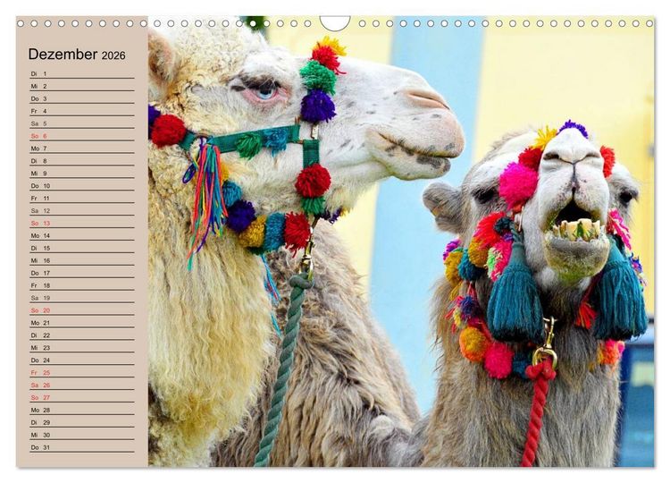 Produktbild: Kamele. Dromedar und Trampeltier (Wandkalender 2026 DIN A3 quer), CALVENDO Monatskalender