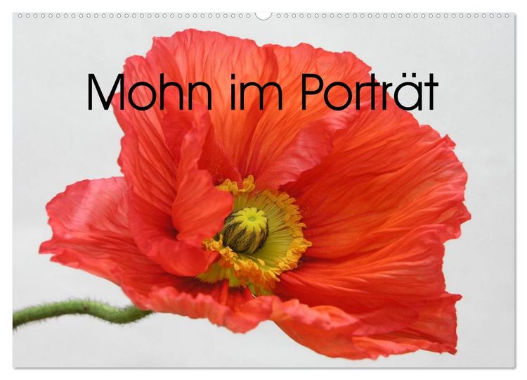 Produktbild: Mohn im Portr&auml;t (Wandkalender 2026 DIN A2 quer), CALVENDO Monatskalender