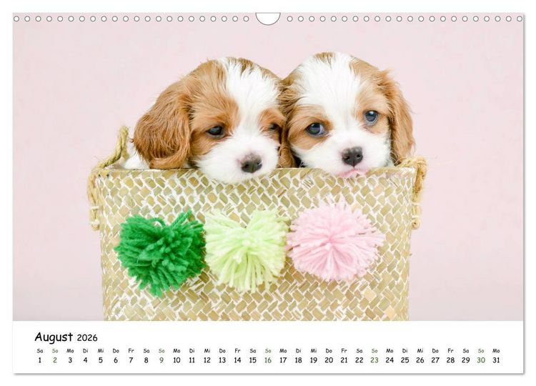 Produktbild: Baby Pfoten (Wandkalender 2026 DIN A3 quer), CALVENDO Monatskalender