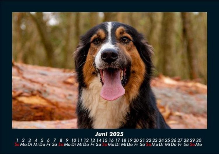 Produktbild: Der Hundekalender 2025 Fotokalender DIN A5
