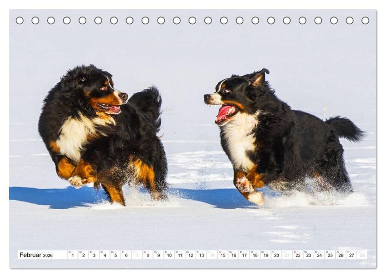 Produktbild: Faszinierende Sch&ouml;nheit Berner Sennenhund (Tischkalender 2026 DIN A5 quer), CALVENDO Monatskalender