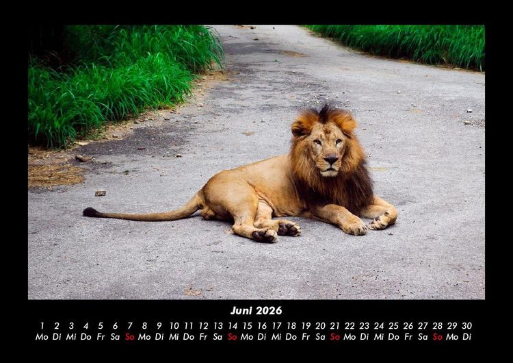Produktbild: L&ouml;wen in der Wildnis 2026 Fotokalender DIN A3