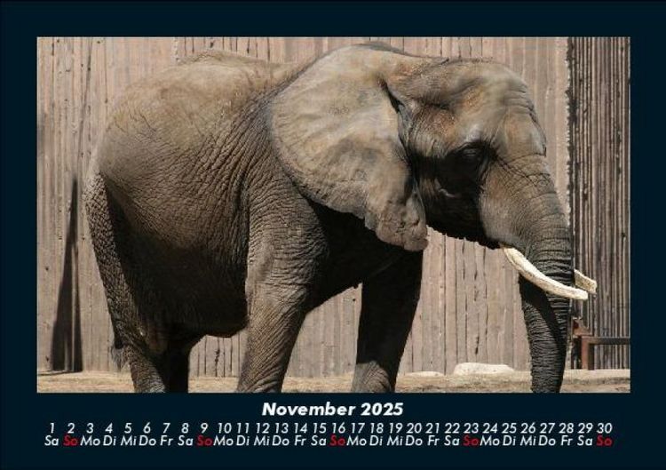 Produktbild: Elefanten - Die sanften Riesen Afrikas 2025 Fotokalender DIN A5