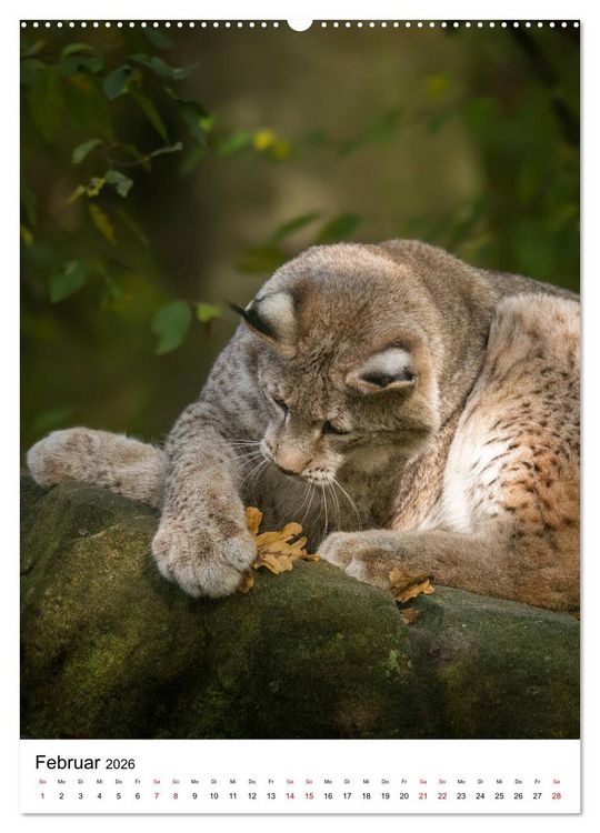 Produktbild: Der eurasische Luchs (hochwertiger Premium Wandkalender 2026 DIN A2 hoch), Kunstdruck in Hochglanz