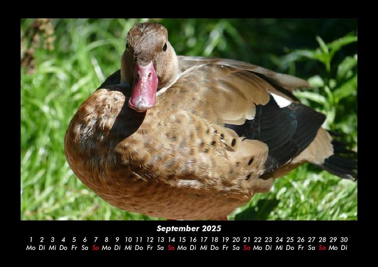 Produktbild: Enten 2025 Fotokalender DIN A3