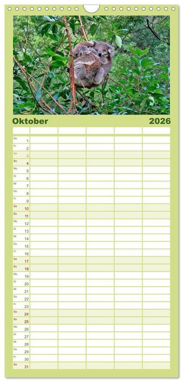Produktbild: Familienplaner 2026 - Koala - kleiner Teddy mit 5 Spalten (Wandkalender, 21 x 45 cm) CALVENDO