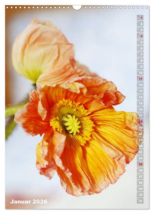Produktbild: Mohn - Ein Bl&uuml;tentraum (Wandkalender 2026 DIN A3 hoch), CALVENDO Monatskalender