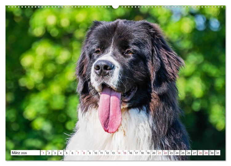 Produktbild: Traumhund Landseer (Wandkalender 2026 DIN A2 quer), CALVENDO Monatskalender