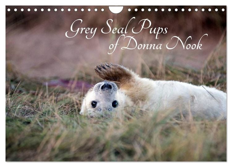 Produktbild: Grey Seal Pups of Donna Nook (Wall Calendar 2027 DIN A4 landscape), CALVENDO 12 Month Wall Calendar