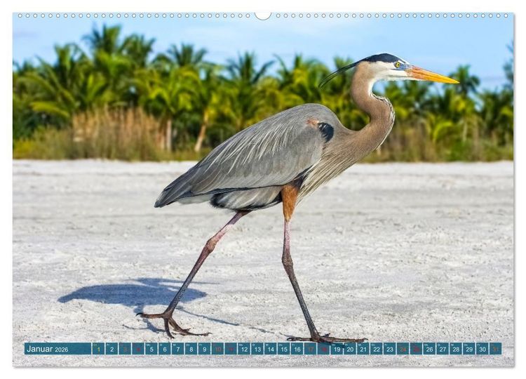 Produktbild: Kanadareiher und Graureiher (hochwertiger Premium Wandkalender 2026 DIN A2 quer), Kunstdruck in Hochglanz