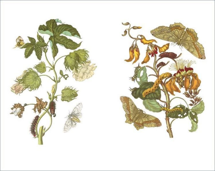 Produktbild: Das Insektenbuch