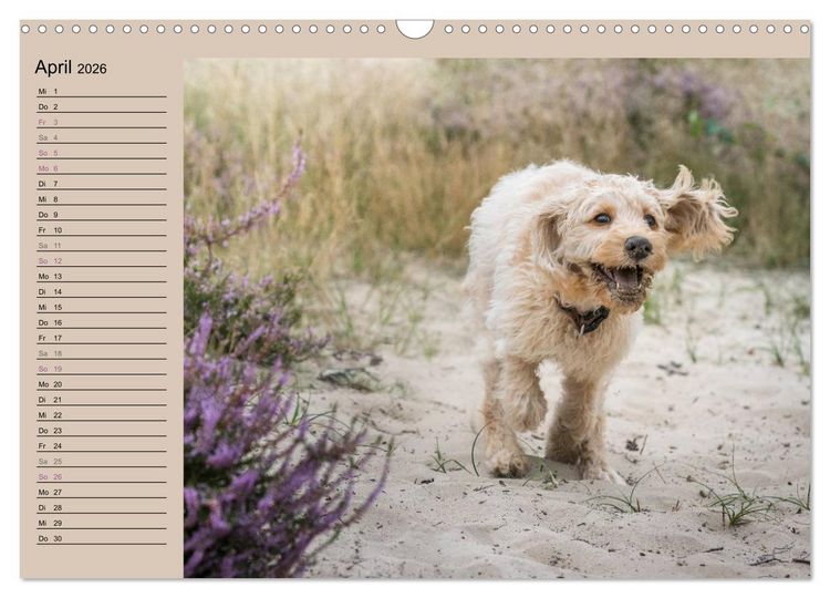 Produktbild: Ein Labradoodle-Welpe in der Heide (Wandkalender 2026 DIN A3 quer), CALVENDO Monatskalender